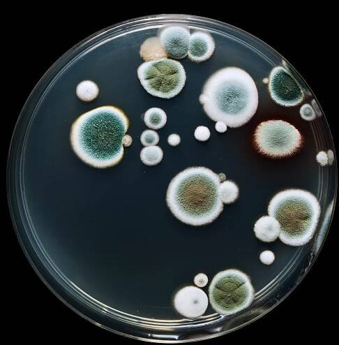 Penicilín - prvé antibiotikum