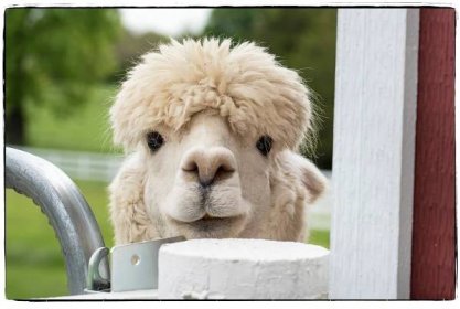 Alpacas - Farm Animal Photography & Greeting Cards for Sale in NJ | Barnyard Moments