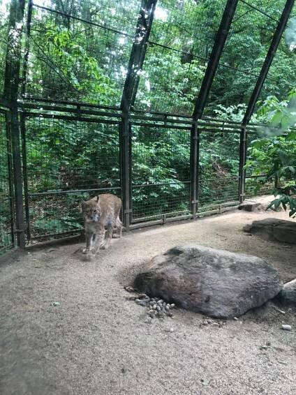 Výlet - Zoopark Chomutov 🦭 | Mateřská škola Otakara Březiny