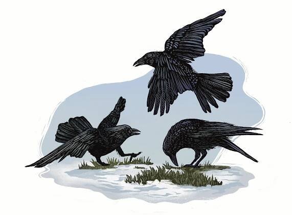 'Britain's Birds' National Trust — Joanna Lisowiec Illustration
