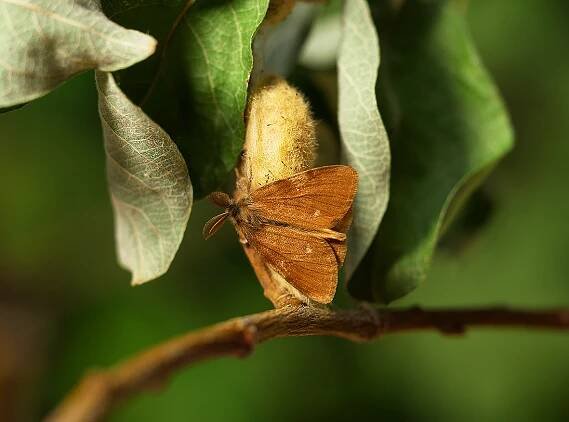 Orgyia antiquoides