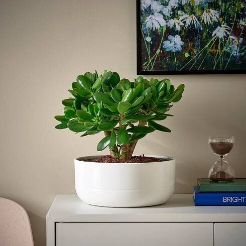 CRASSULA OVATA v černobílých květináčích.