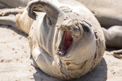 juvenilní severní slon seal bull (mirounga angustirostris) hawl ven během molting sezóny. - bull elephant seal - stock snímky, obrázky a fotky