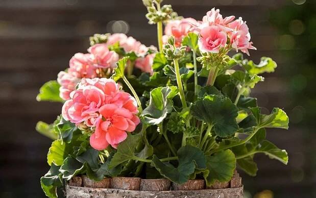 Existuje mnoho druhů muškátů, u nás se pěstují převážně pelargonie štítnaté (Pelargonium peltatum), známé jako převislé muškáty, a pelargonie páskaté (Pelargonium zonale) neboli vzpřímené muškáty