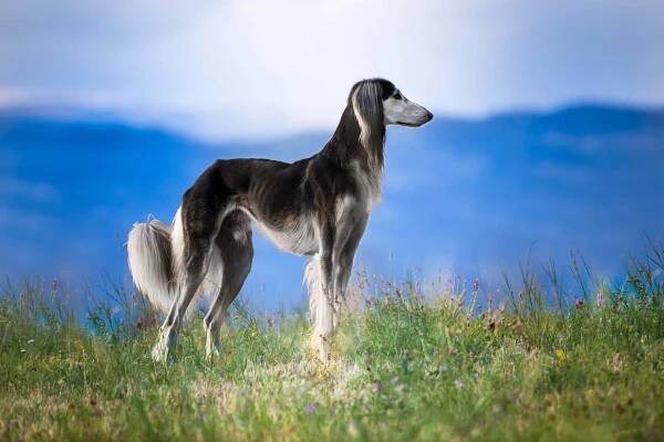 Saluki: Starobylé plemeno, které mívalo vyšší cenu než velbloud
