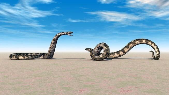 Titanoboa: Steckbrief & 7 Merkmale der Riesenschlange » schreiben.net