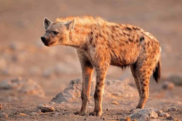 Hyena skvrnitá — Stock obrázek