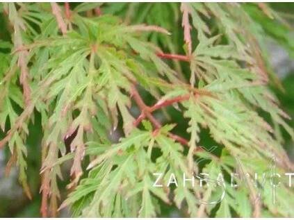 Acer palm. 'Seiryu'  Javor dlanitolistý