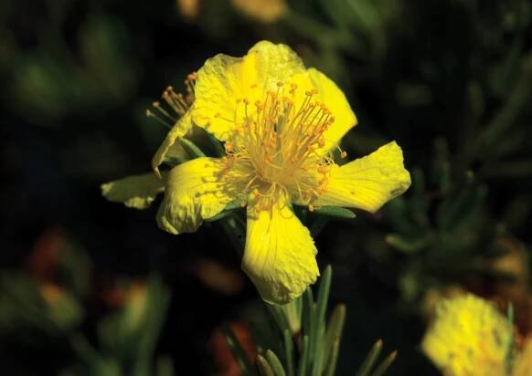 Panhandle Wildflowers - Florida Wildflower Foundation