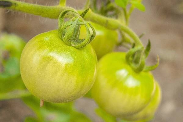 green-tomatoes-833432_960_720