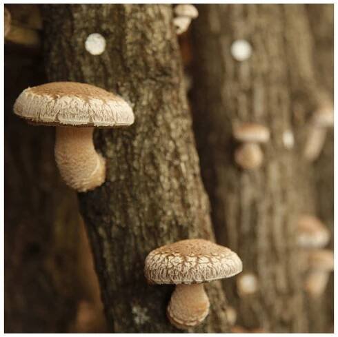 Shiitake – Houževnatec jedlý