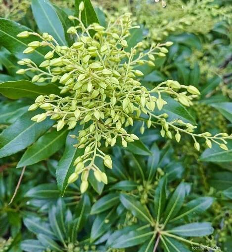 Pieris japonská (Pieris japonica)