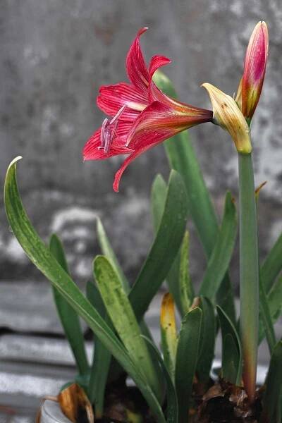 A close up vertical image of a Hippeastrum flower with drooping yellowing leaves pictured on a soft focus background.