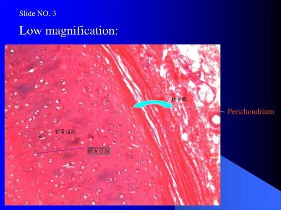 PPT - Connective tissue 2 PowerPoint Presentation, free download - ID:214368