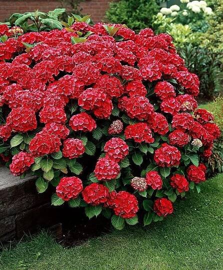 Hortenzie zahradní ROYAL RED