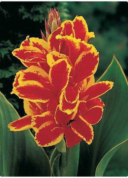 Canna LUCIFER - dosna, kana