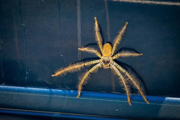 Spider Causes Traffic Issue On Minnesota Road