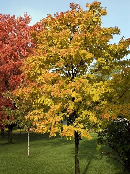 Emerald Lustre Maple_1000px