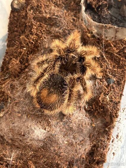Tarantule Brachypelma