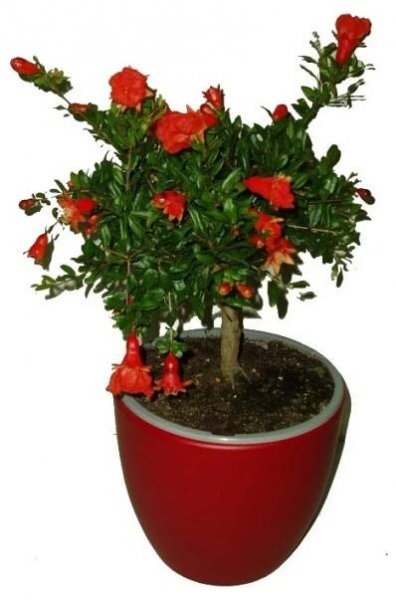 Granátovník Punica granatum jablko keřík 50 cm