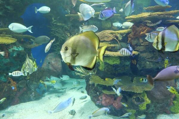 Toronto – Ripley Aquarium - pApArAzZi.Li