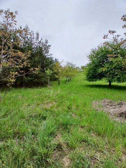 Prodej zahrady - Brno-venkov - Střelice - CP 690 m2