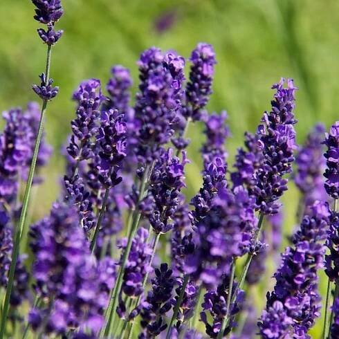 6 x Levandule Hidcote Blue - Lavandula Angustifolia 'Hidcote' - květináč 9cm x 9cm