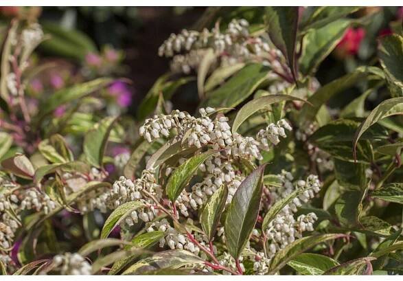 Leucothoe walteri ´Rainbow´ (Leukote walterov) - Image 2
