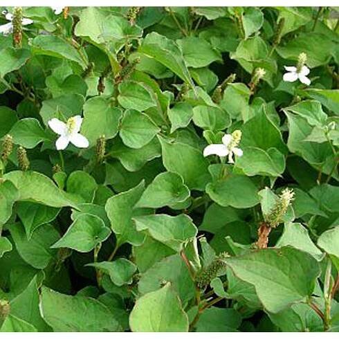 Houttuynia cordata