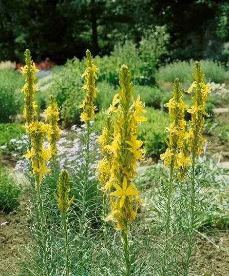 Asphodeline lutea , Asfodelka žlutá , K9