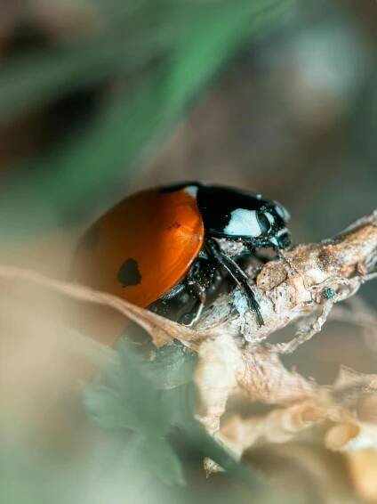 bezplatná Beruška V Přírodě Základová fotografie