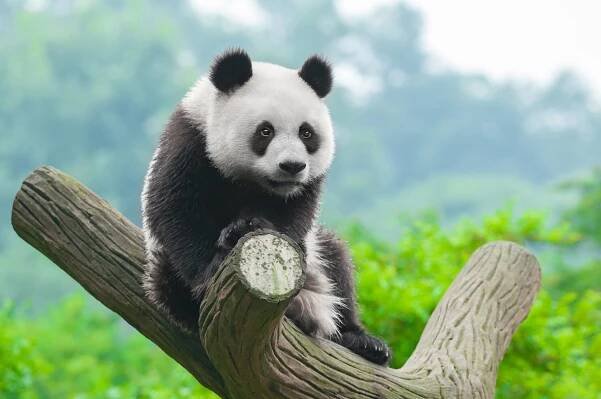 Fototapeta Obří panda lezení ve stromu
