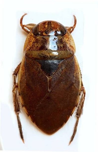 Obrázek - Ilyocoris cimicoides (bodule obecná) | BioLib.cz