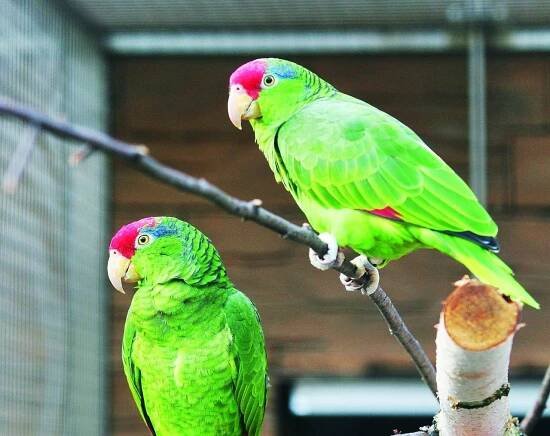 Amazoňan zelenolící | Papouščí zoologická zahrada