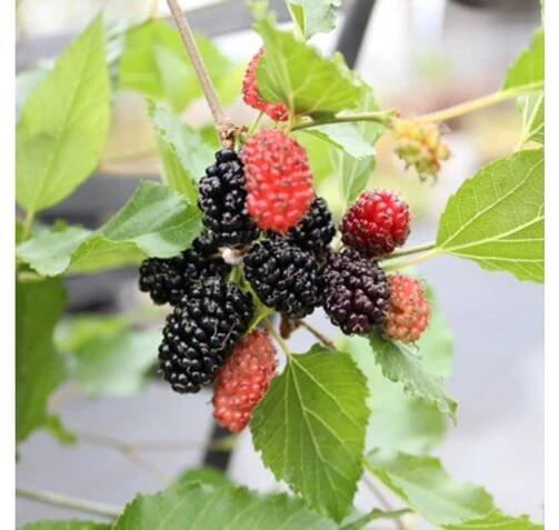 Moruše ´Mojo Berry´ - minimoruše