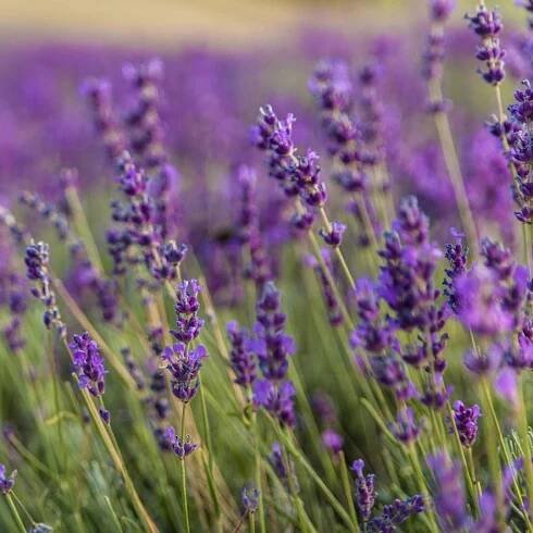 Levandule lékařská - Lavandula angustifolia - semena levandule - 130 ks od 29 Kč - Heureka.cz