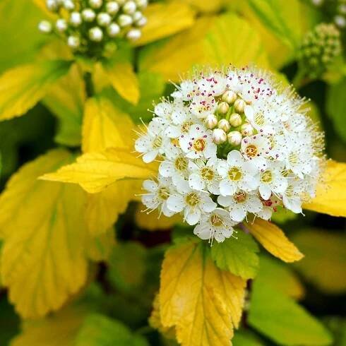 Physocarpus opulifolius 'Dart's Gold' 