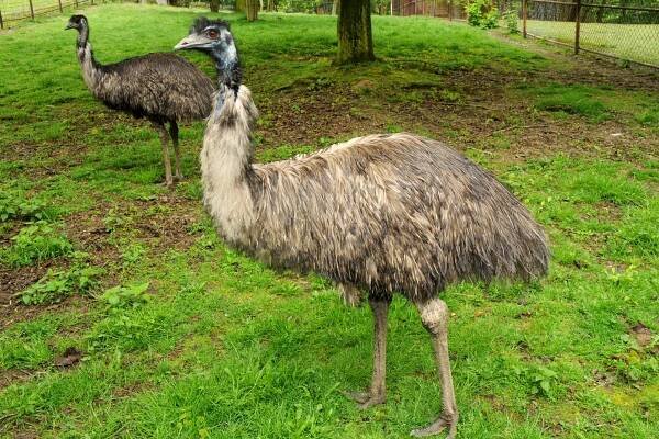Emu hnědý | Zoo Olomouc - Svatý Kopeček