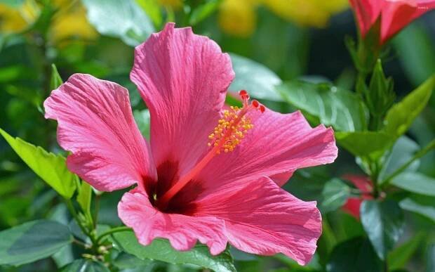 2560x1600 Hibiscus Wallpaper