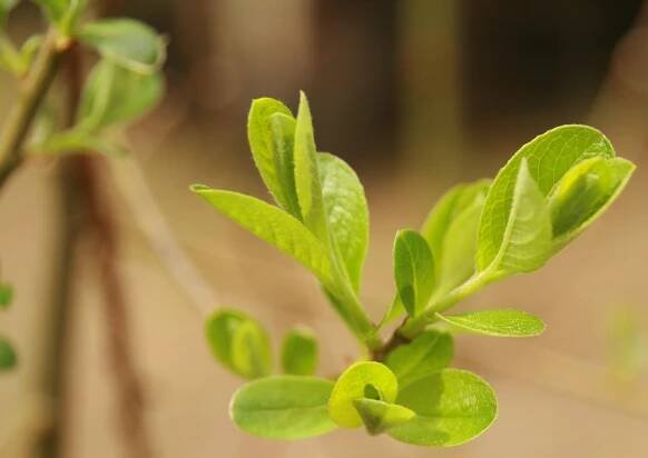 The Wild Garden: Hansen's Northwest Native Plant Database