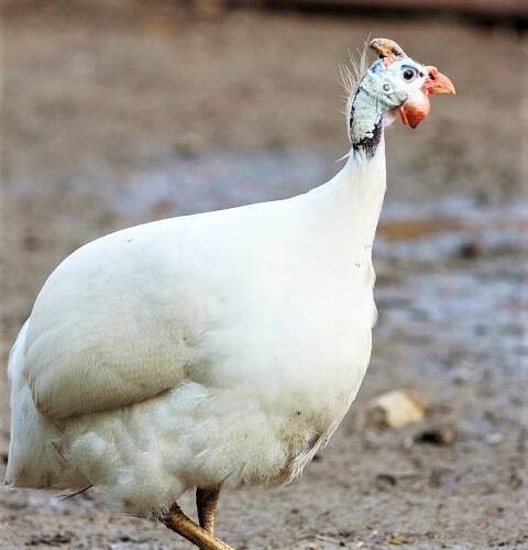 Kolik váží jatečně upravené tělo perličky?