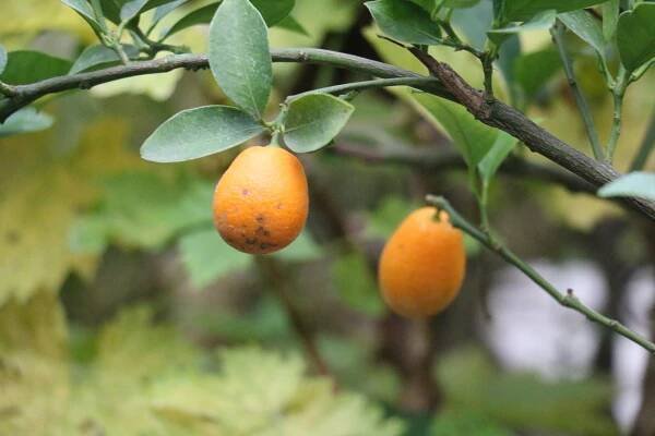 Na zahradě v Moravci právě dozrávají fíky, kiwi, kaki a další exotické plody