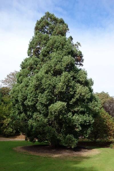 Austrocedrus chilensis