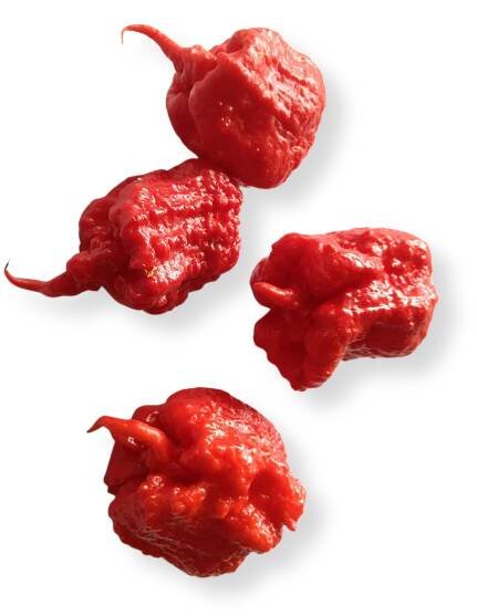 Smokin' Ed's Carolina Reaper® Seeds