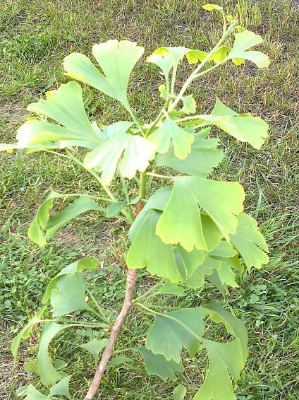 Ginko dvojlaločné