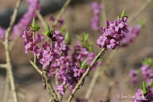 Lýkovec jedovatý (Daphne mezereum)