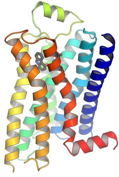 G protein-coupled receptor - Wikipedia