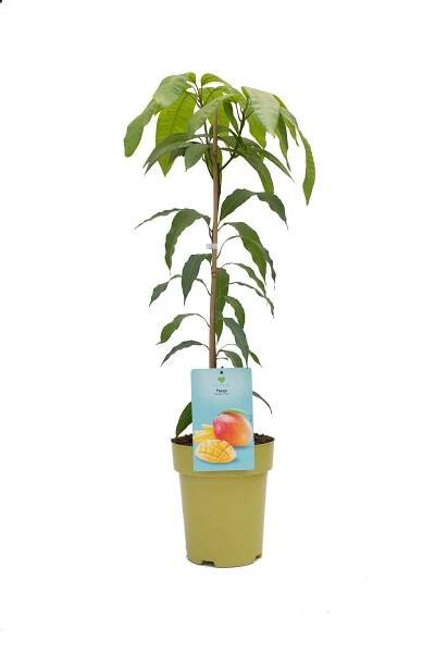 Mangovník indický (Mangifera indica) výška 90-110 cm, květináče 7,5 l