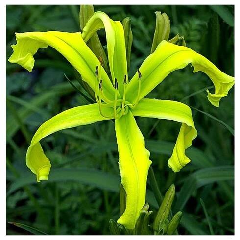 Denivka GREEN ARROW - hemerocallis - Lukon Glads s.r.o.