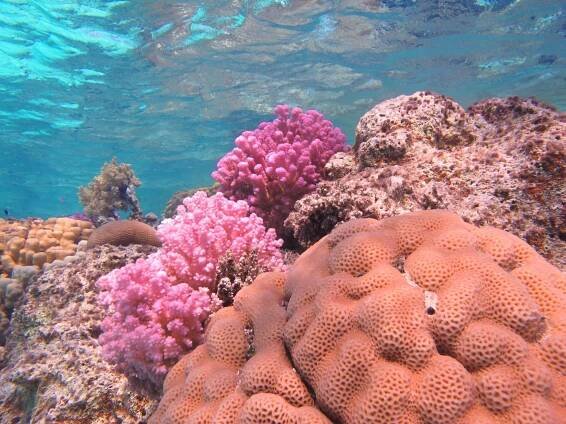 About Sataya Reef - Al Thuraya Red Sea